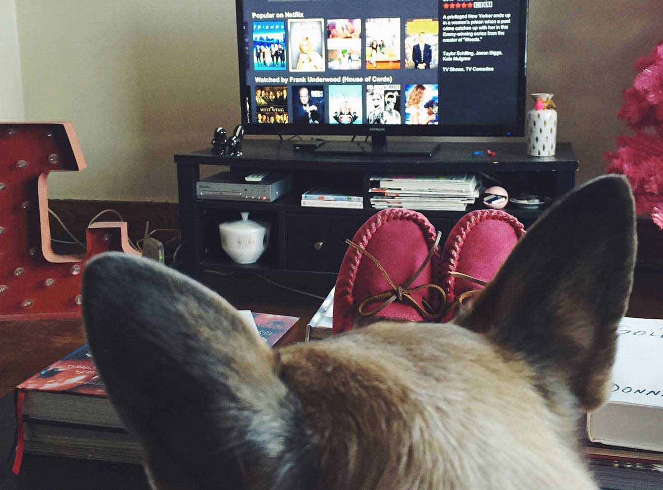 Une jeune femme et un chien qui regardent la télévision